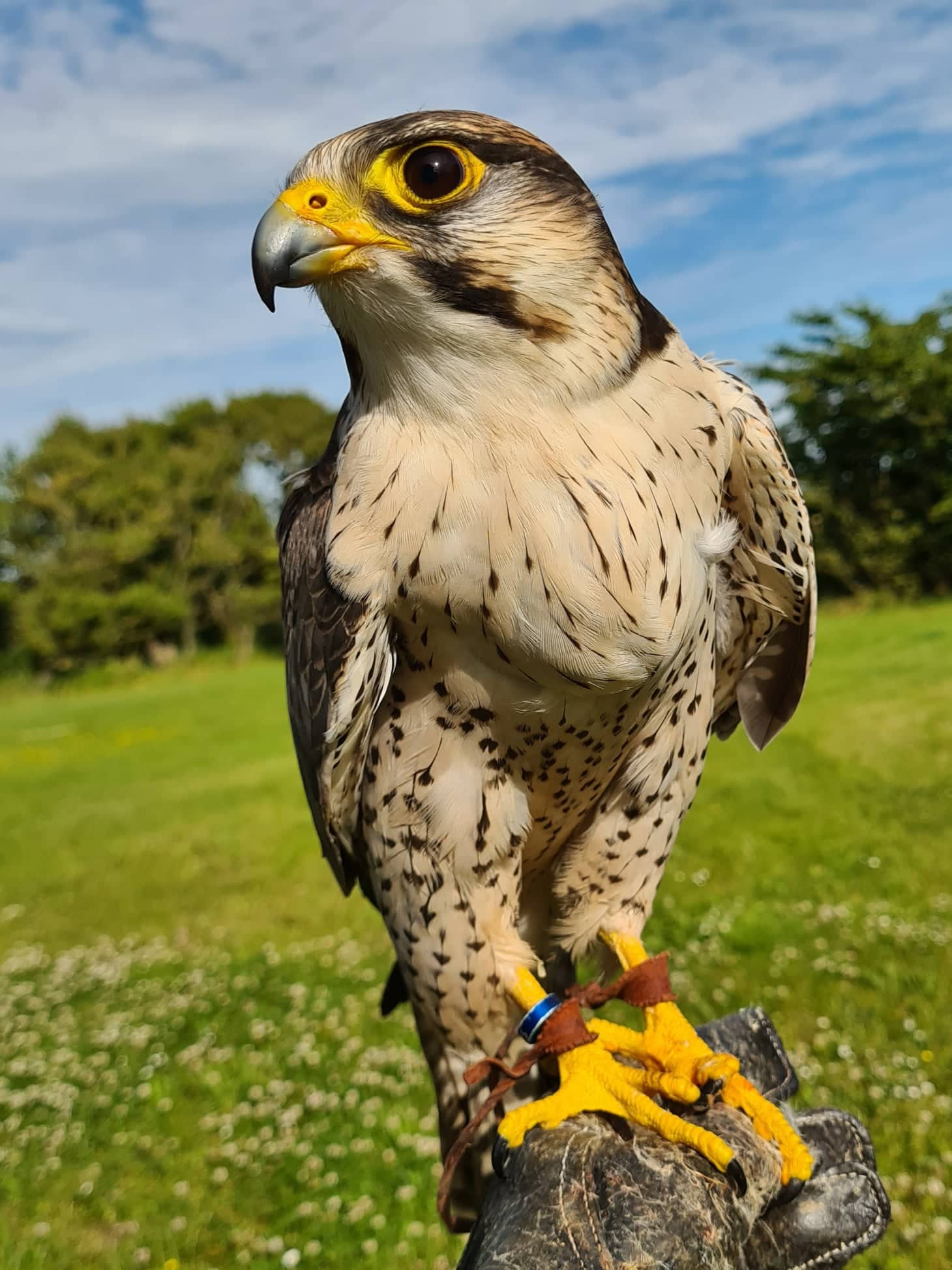 Berit, Lanner Falcon