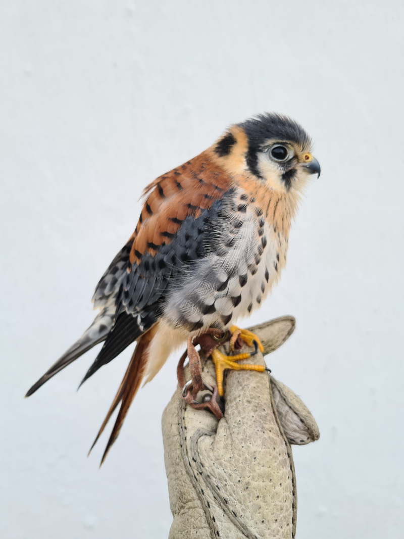 Mokkurkalfe, American Kestrel