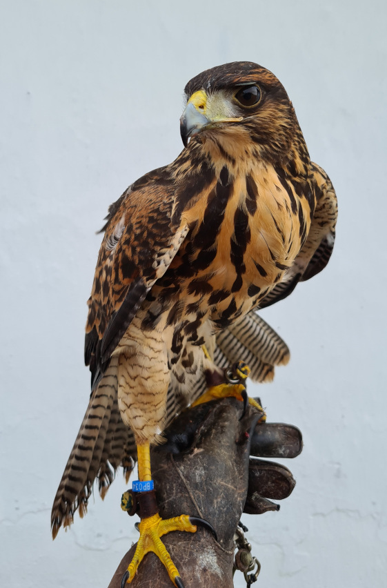 Tjalfe, Harris Hawk