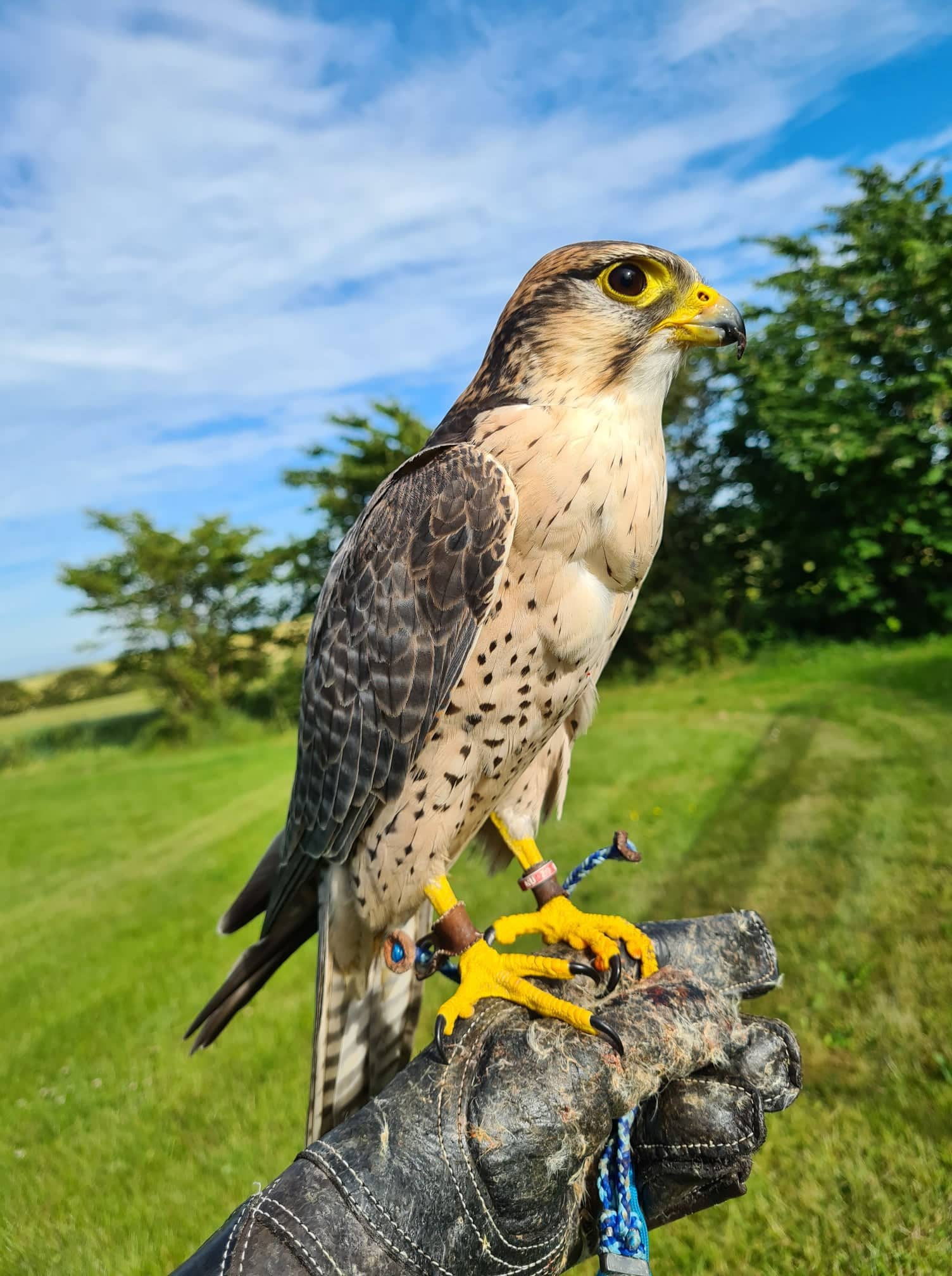 Vedfolner, Lanner Falcon